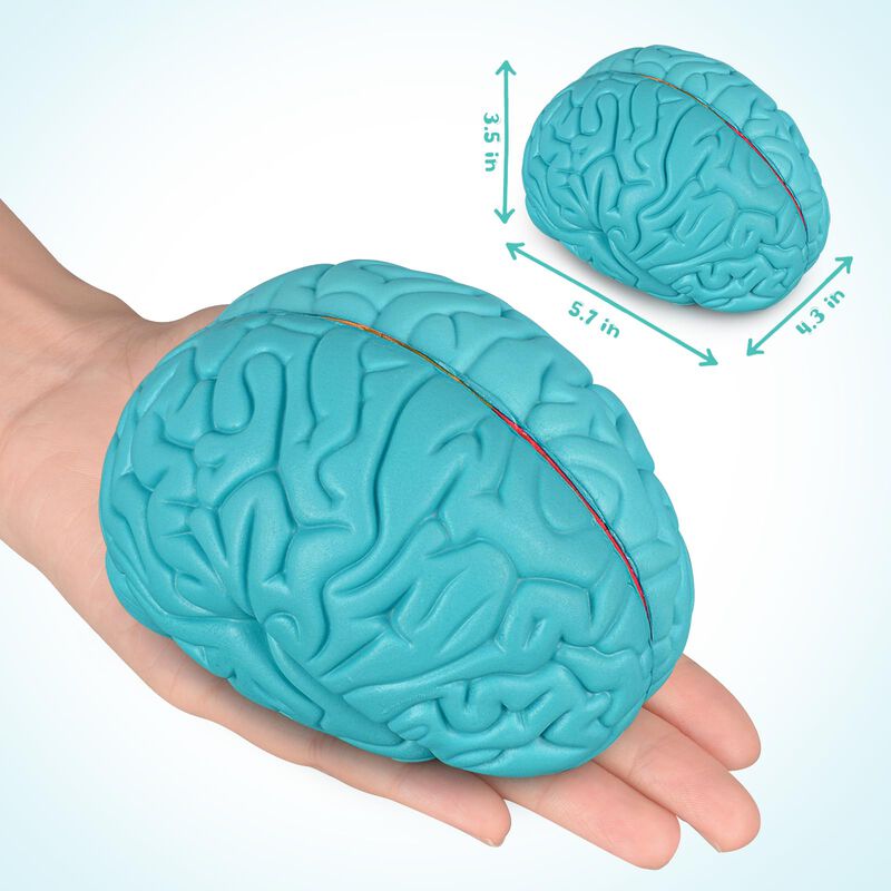 Brain Model Skillssist: Corte Transversal Del C... image number null