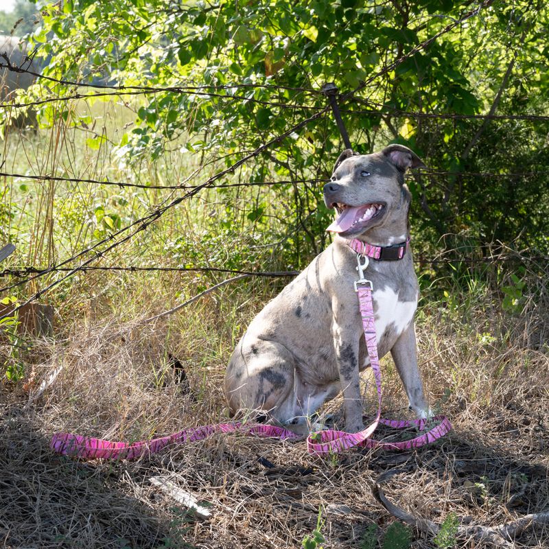 Set De Collar Y Correa Country Brook Petz 2,5 c... image number null