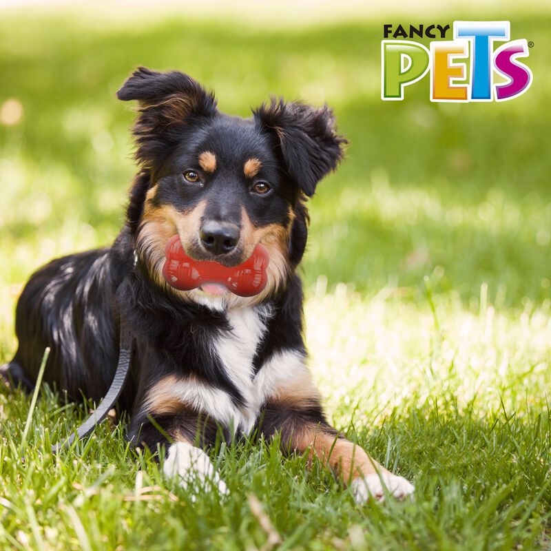 Fancy Pets Xtreme Juguete Forma de Hueso para P... image number null