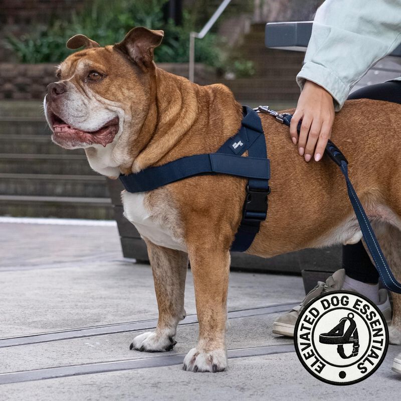 Arn&eacute;s Para Perro Dog Friendly Co &ndash; Talla Grande... image number null