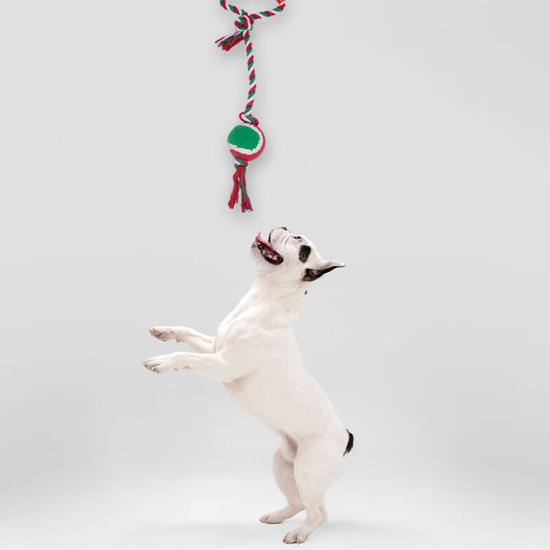 Juguetes Para Mascotas Cordones Mordederas Paqu... image number null