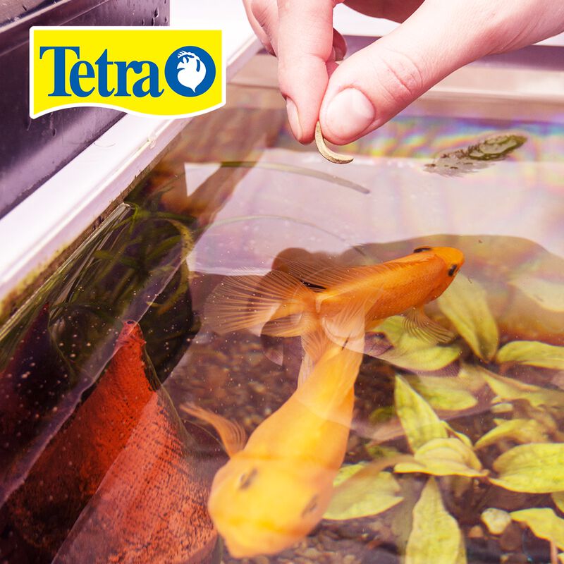 Tetra Tetrapond Koi Vibrance Alimento Para Pece... image number null