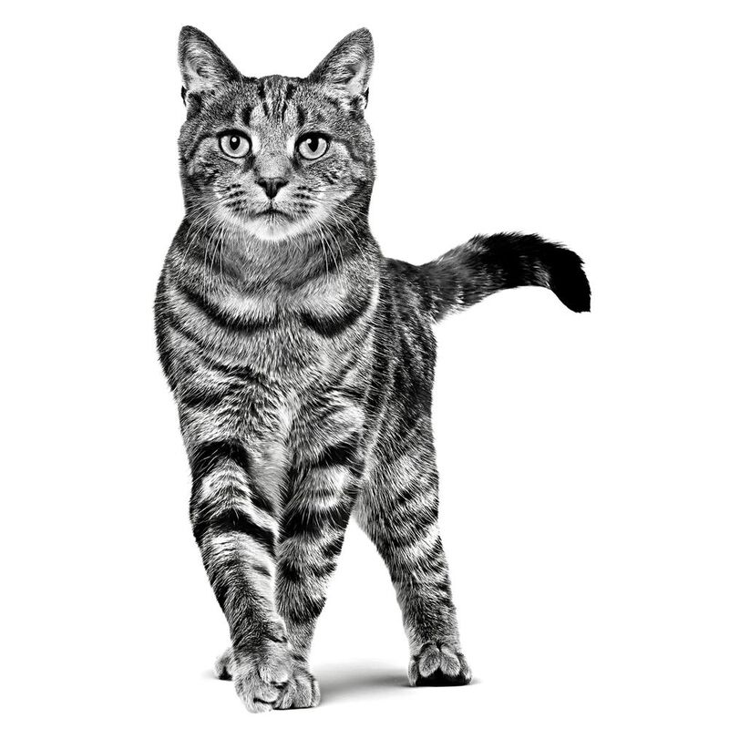 Royal Canin Weight Control Feline 1.5 Kg Origin... image number null