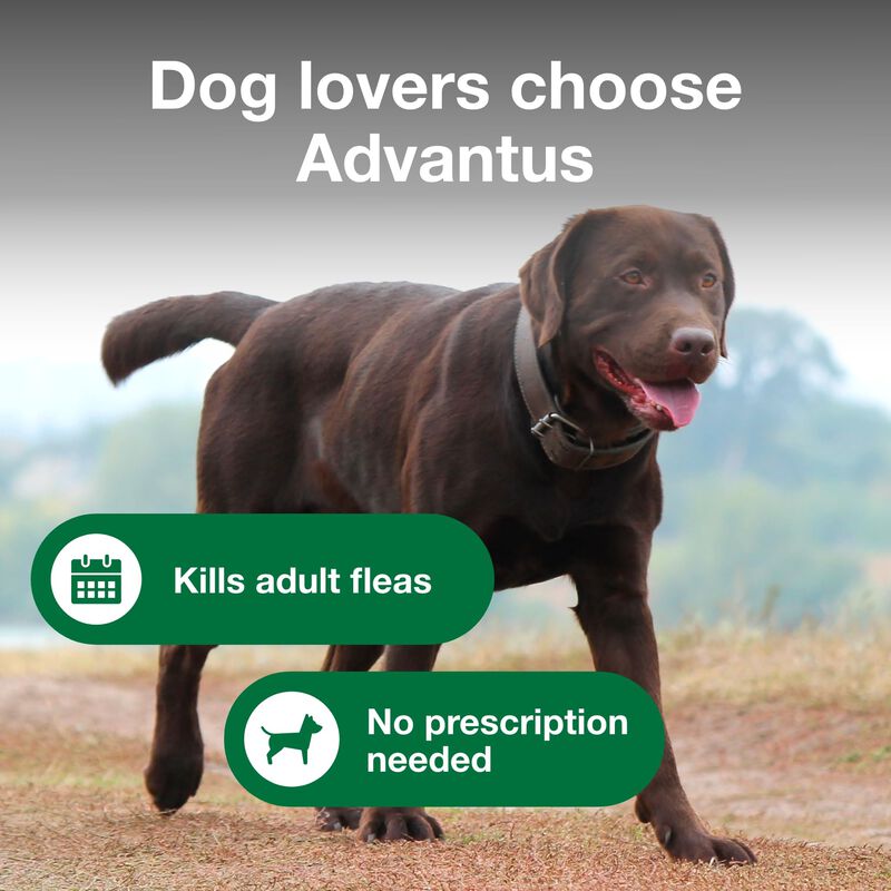 Tratamiento Antipulgas Masticable Para Perros A... image number null