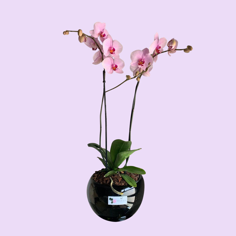 Orqu&iacute;dea de Doble Vara II image number null