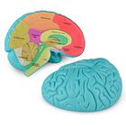 Brain Model Skillssist: Corte Transversal Del Cerebro Humano Para Ni&ntilde;os
