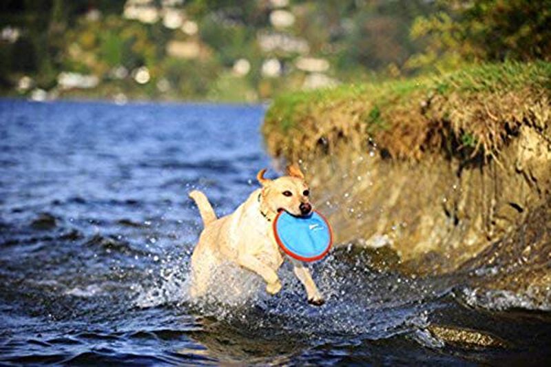 Juguete Para Perros Flying Disc Chuckit! Parafl... image number null