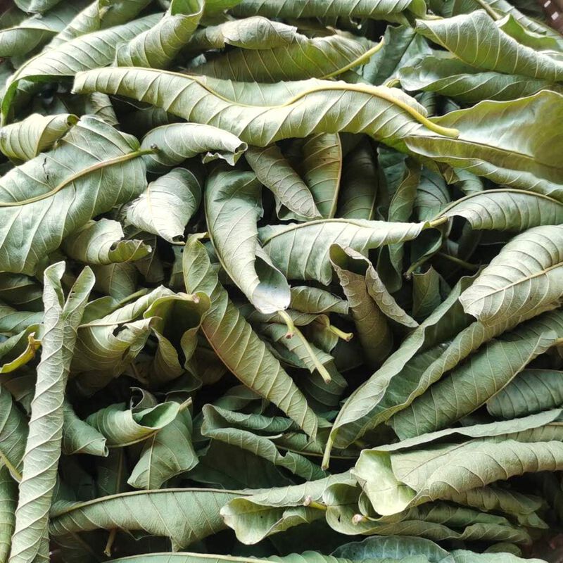 T&eacute; Geelod De Hoja De Guayaba 50 Sobres 110 g Na... image number null