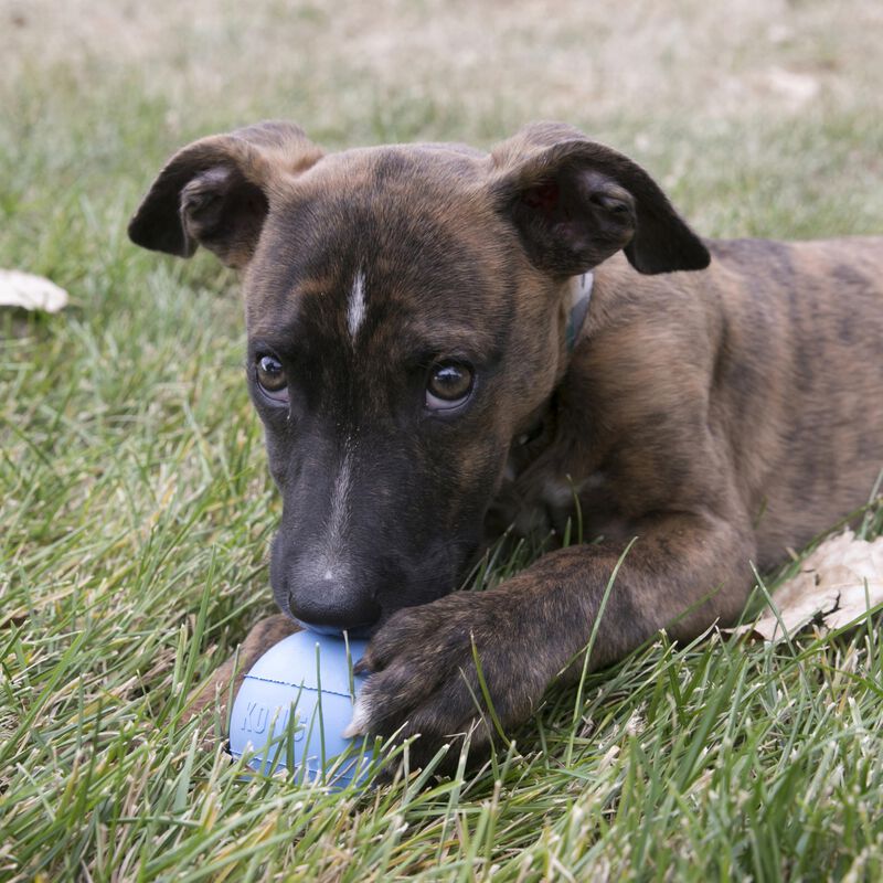 Pelota Para Cachorros Dog Toy Kong Con Orificio... image number null