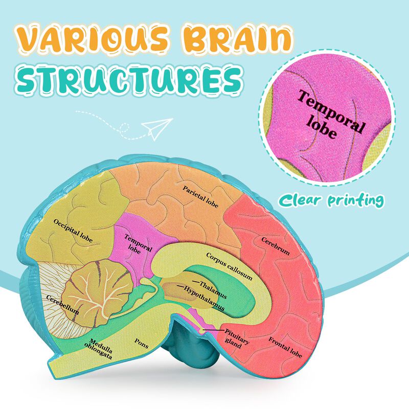 Brain Model Skillssist: Corte Transversal Del C... image number null