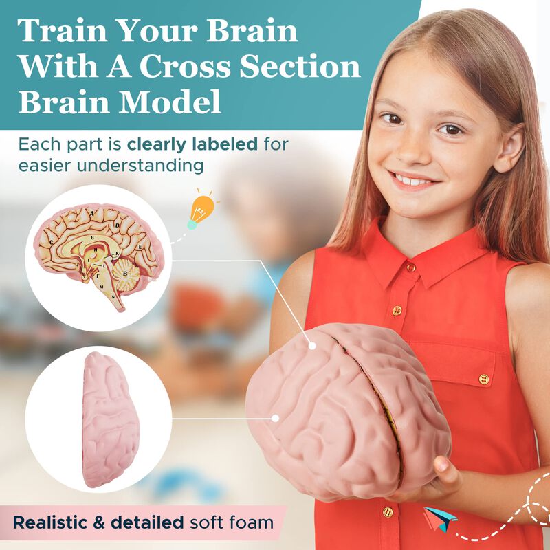 Modelo De Cerebro De Espuma, Secci&oacute;n Transversa... image number null