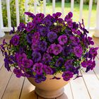 Flores Artificiales Stylenest 36 cm 12 Ramos Multicolores