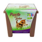 Fancy Pets Pasto 100% Natural para Gatos y Pequeños Roedores con Maceta
