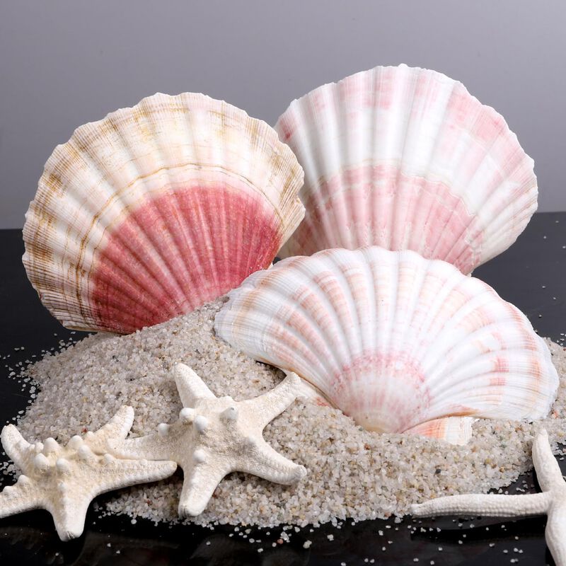 Conchas De Vieira Ppclion Naturales, Blanco Y R... image number null