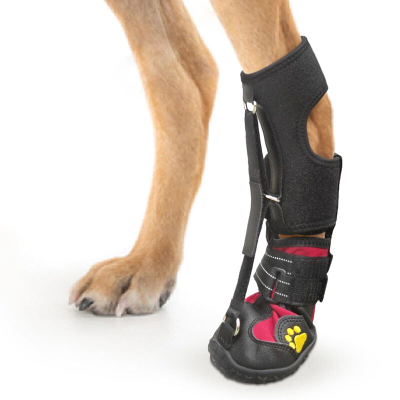 Ortosis Para Perro Haggemi Soporte Para Pie Ca&iacute;... image number null