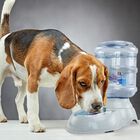Fancy Pets Bebedero de Agua Chico para Perro o Gato co Capacidad de 1 Galón 3.8 Litros