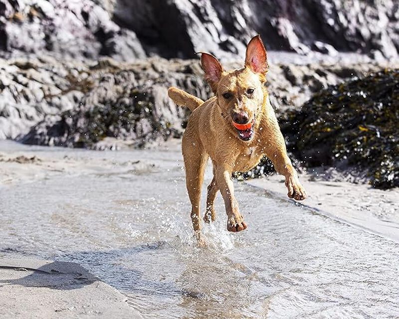 Set Fetch Ball, Chuckit! Dog Medley, Paquete De... image number null