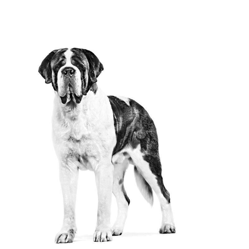 Royal Canin Giant Adult 13.61 Kg Original Sella... image number null