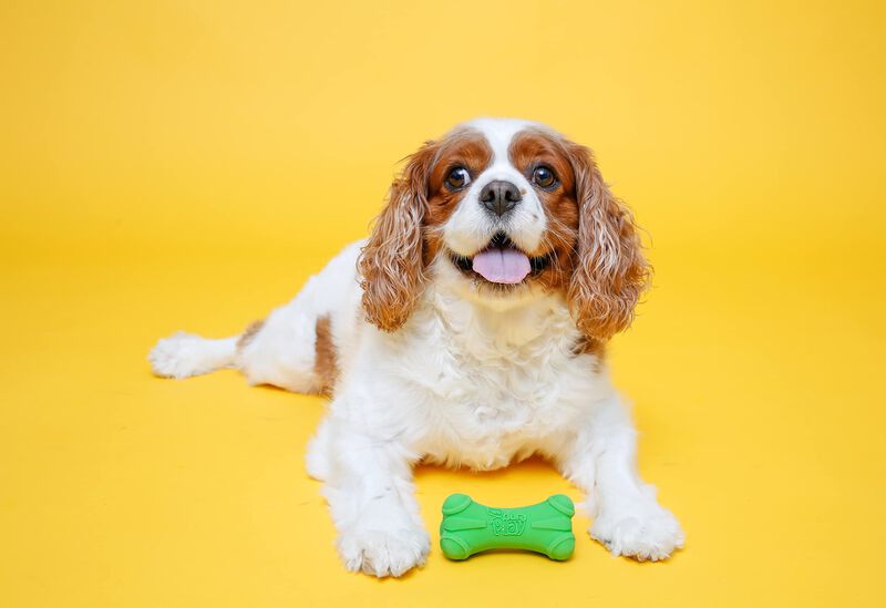 Juguete Para Perros Hartz Duraplay Bone Squeaky... image number null