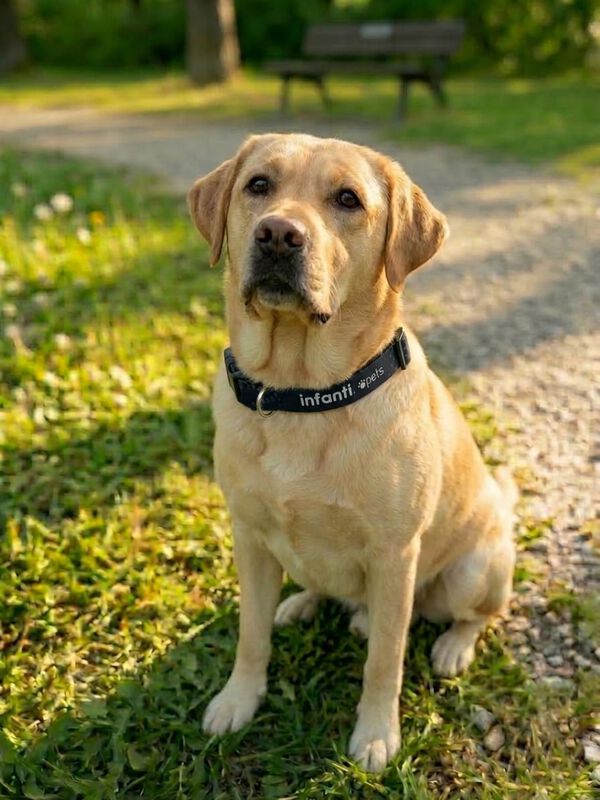 Collar Grande Para Mascotas Metal Ligero Ajusta... image number null
