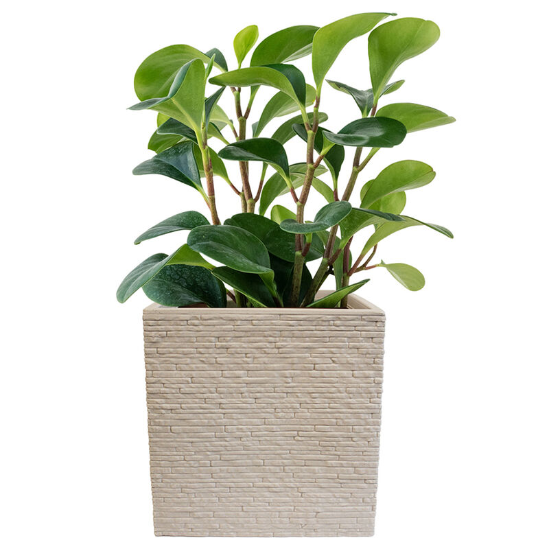 Jardineras ecofriendly y Sillas Plegables para ... image number null