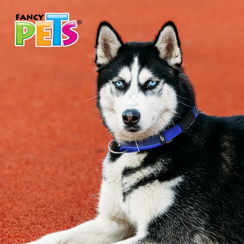 Fancy Pets Collar Con Ultra Grip Y Bandas Refle... image number null