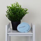 Shnuggle Cepillo De Baño Azul