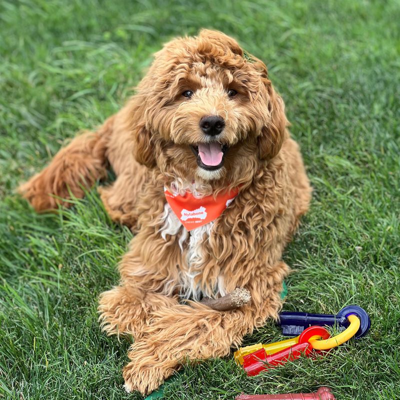 Nylabone Juguete De Masticar Para Cachorros Con... image number null
