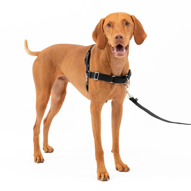 Arn&eacute;s Para Perros Petsafe Easy Walk No-pull, Ta... image number null