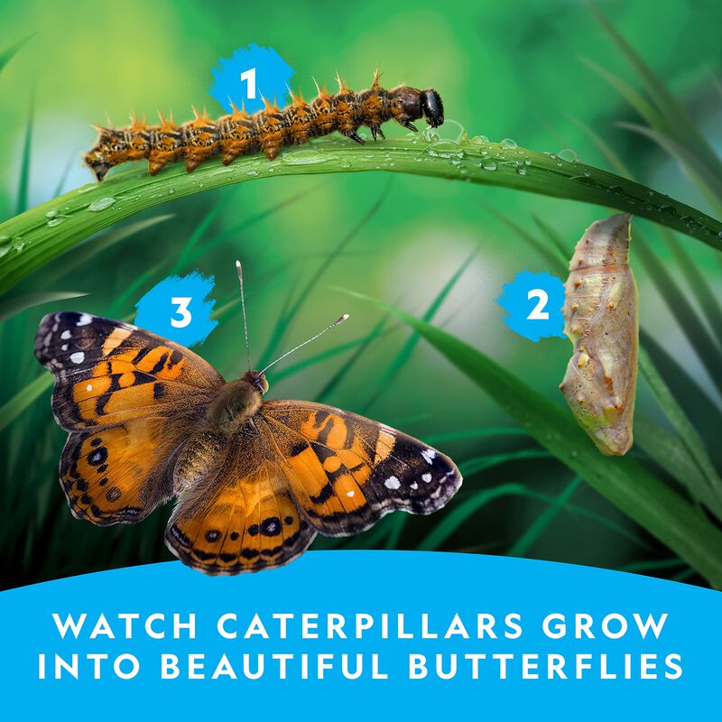 Kit De Cultivo De Mariposas National Geographic... image number null