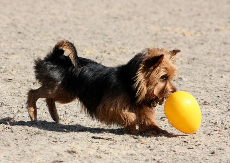 Juguete Para Perros Jolly Pets Jolly Egg Yellow... image number null