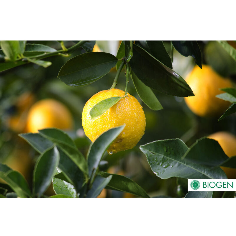 Fertilizante Orgánico Biogen 1 Litro image number null
