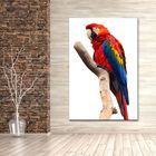 Cuadro Decorativo Animales Guacamayo 140cm X 87cm Tela Brillante Marco Madera