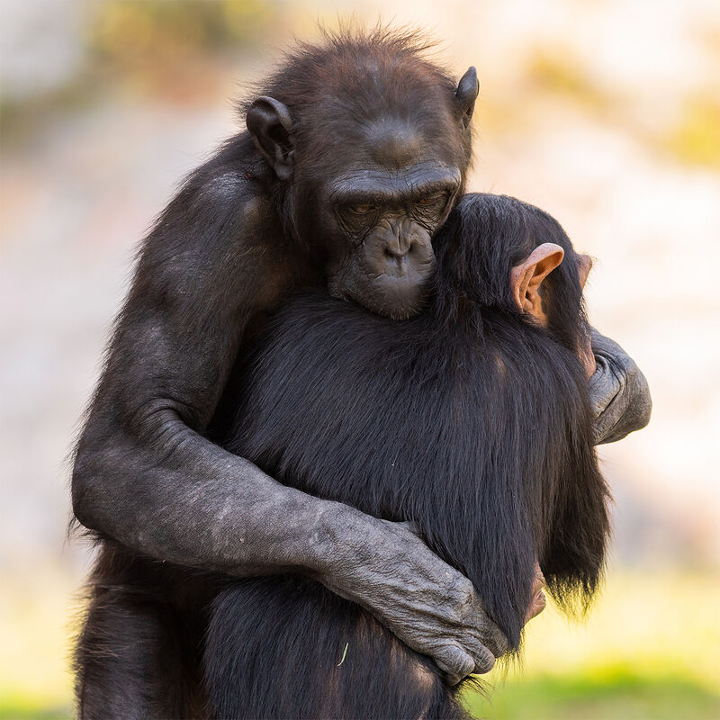 Interacción con Gorilas y Chimpancés en África image number null