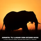 Ruta World Lineage Safari