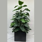 Maceta con Planta Hule