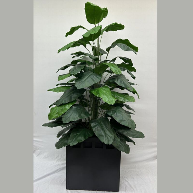 Maceta con Planta Hule image number null