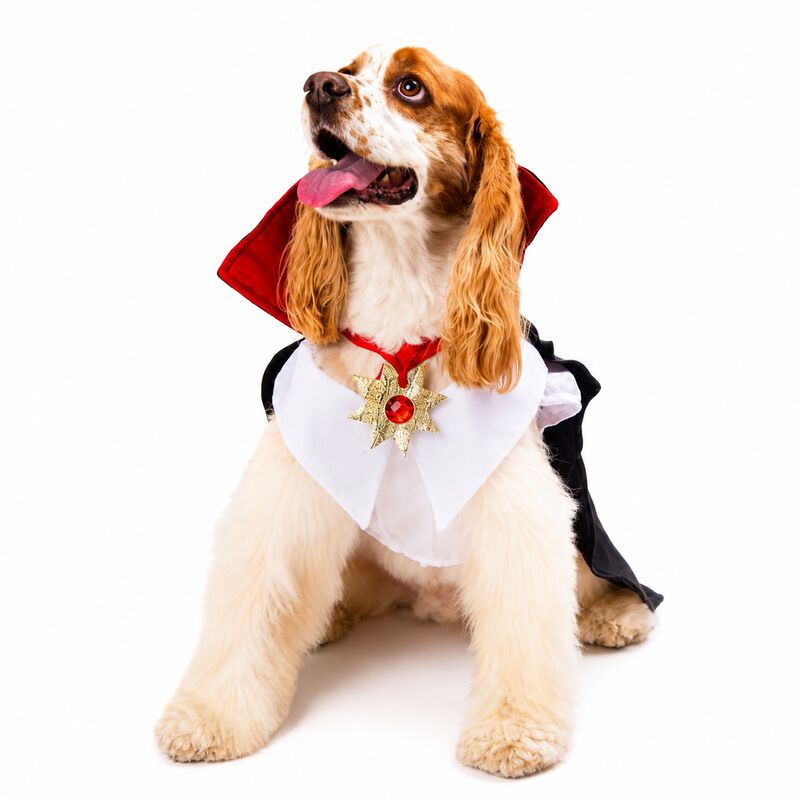 Disfraz Vamperry Perro Halloween Talla 1 Mascot... image number null