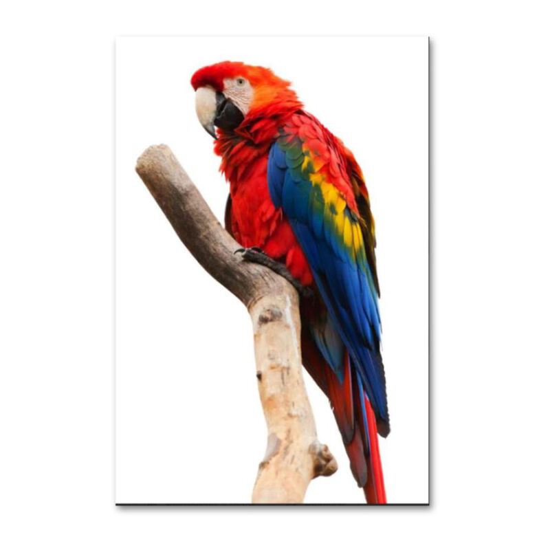 Cuadro Decorativo Animales Guacamayo 140cm X 87... image number null