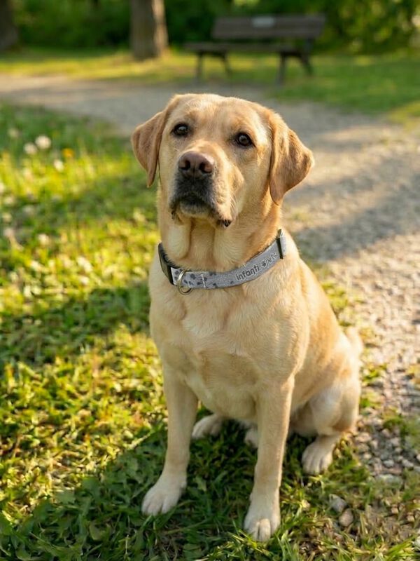 Collar Grande Para Mascotas Metal Ligero Ajusta... image number null