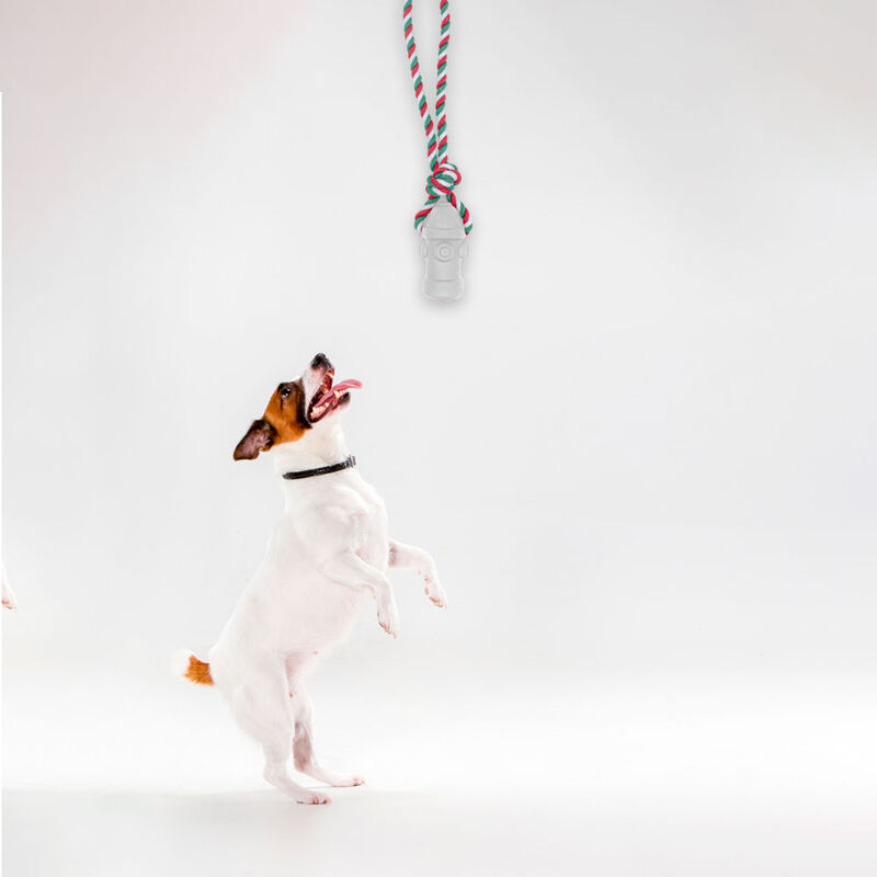 Juguetes para Mascotas Cordones Hidrantes Chill... image number null