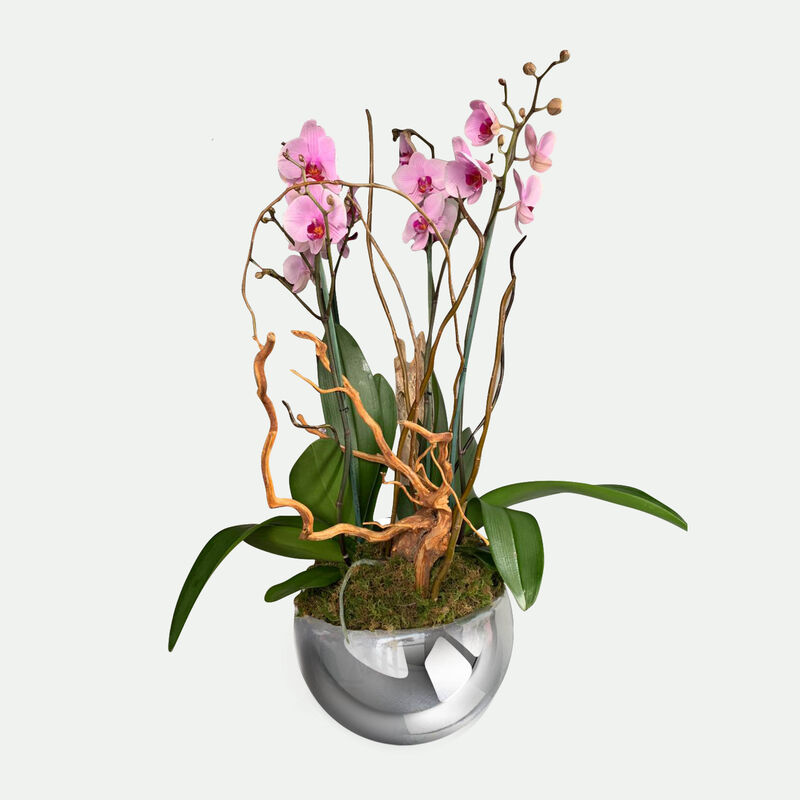 Orqu&iacute;dea de Doble Vara III image number null