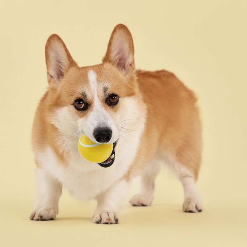 Playology Bola Chirriante Para Perro &ndash; Tama&ntilde;o M... image number null