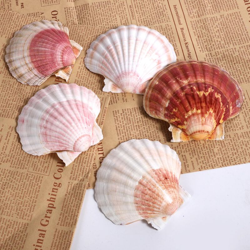 Conchas De Vieira Ppclion Naturales, Blanco Y R... image number null
