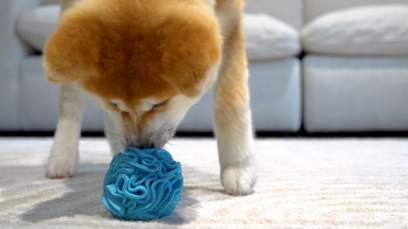 Juguete Para Perro Glory To Dog Bola De Rompeca... image number null
