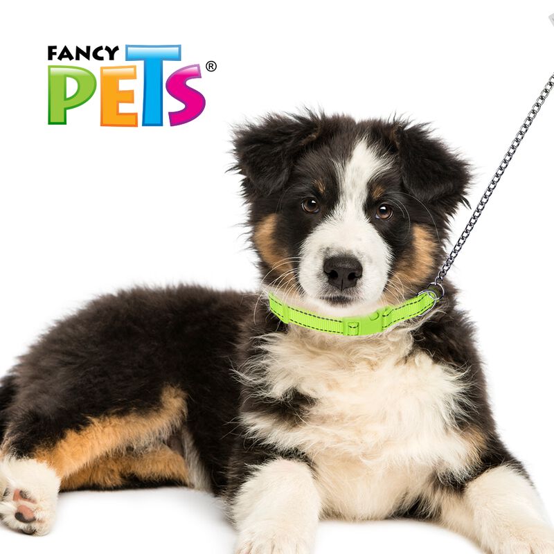 Fancy Pets Collar Ajustable De Nylon Con Bandas... image number null