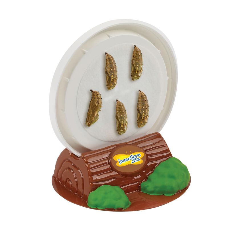 Kit De Mariposas Butterfly Farm Insect Lore Con... image number null