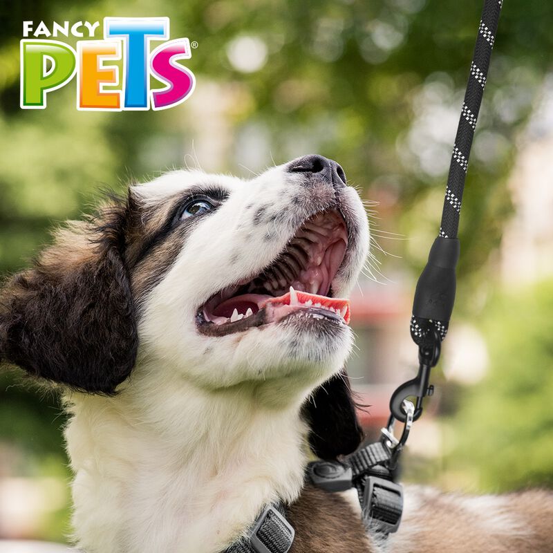 Fancy Pets Correa de Cuerda color Negra 1.60 Me... image number null