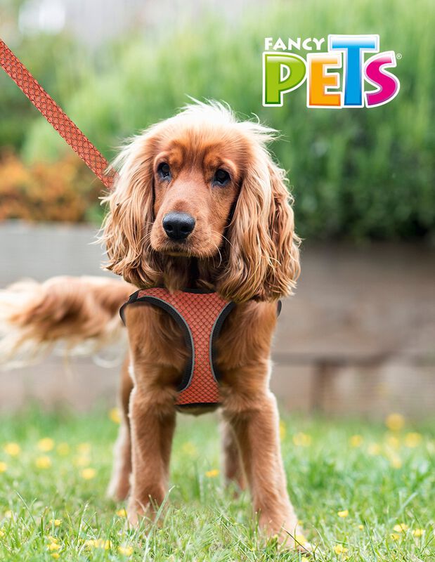 Fancy Pets Set Con Arnés Y Correa Sportie Para ... image number null