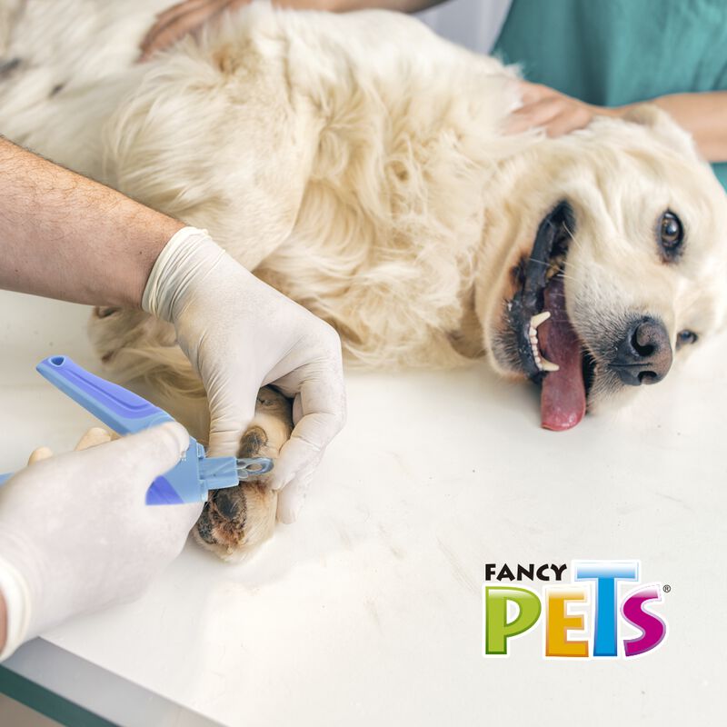 Fancy Pets Cortauñas De Guillotina Para Perro image number null